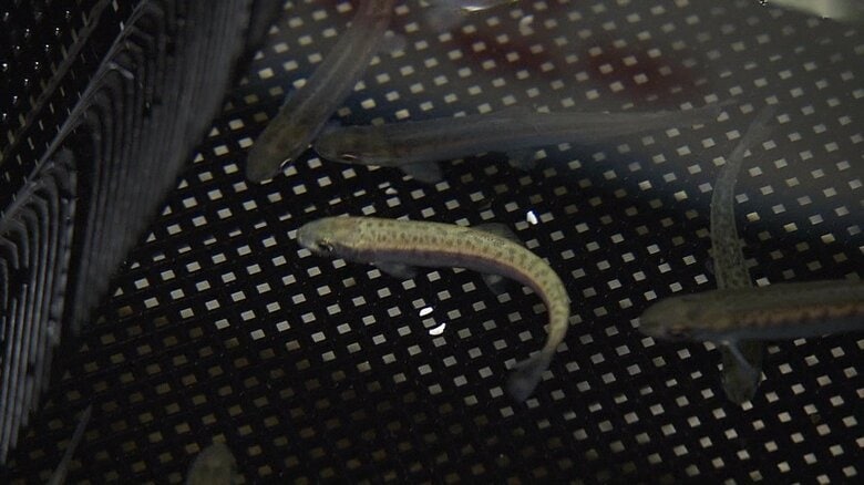 サケ稚魚の“体色変化”を観察できる