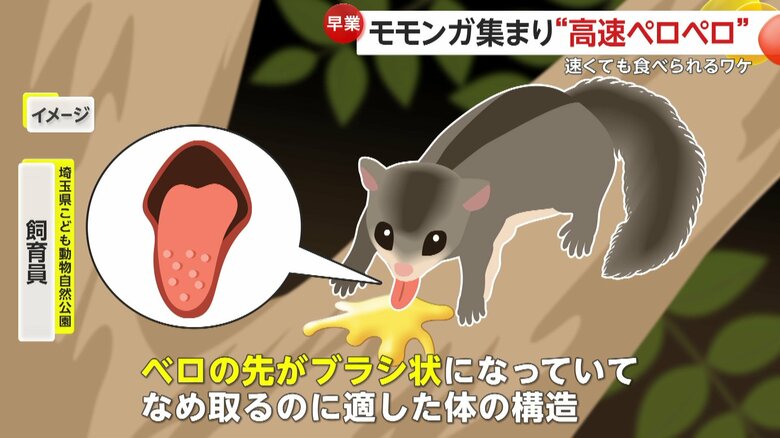 ブラシ状のベロで舐めるモモンガ（イメージ画像）