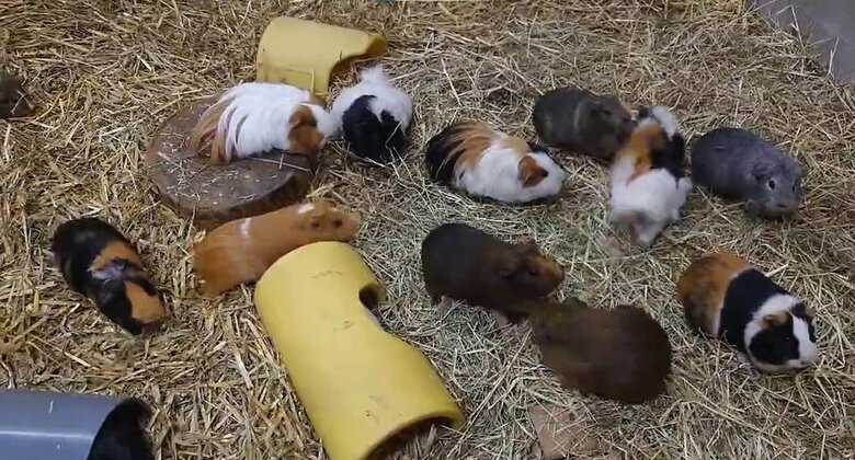 エサが待ちきれなくてわさわさ（提供：おびひろ動物園）