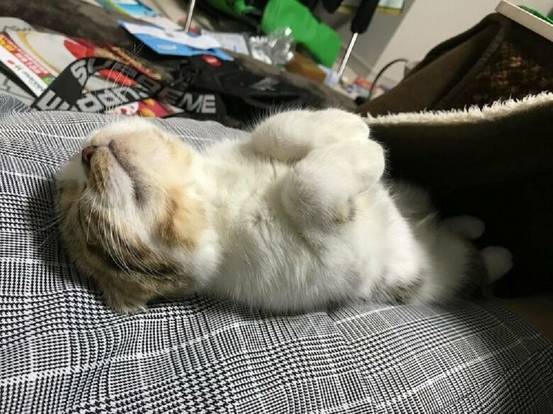 こうしちゃん