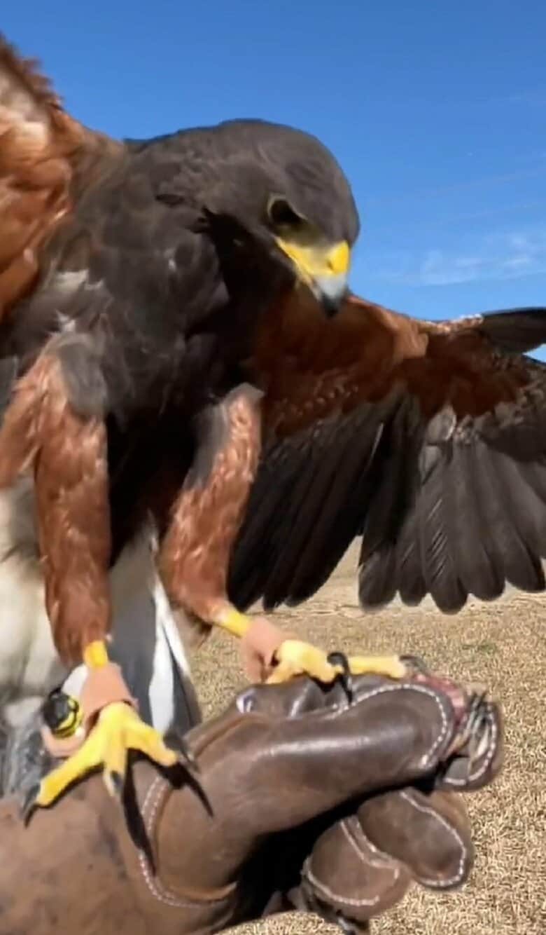 かっこいいキールくん