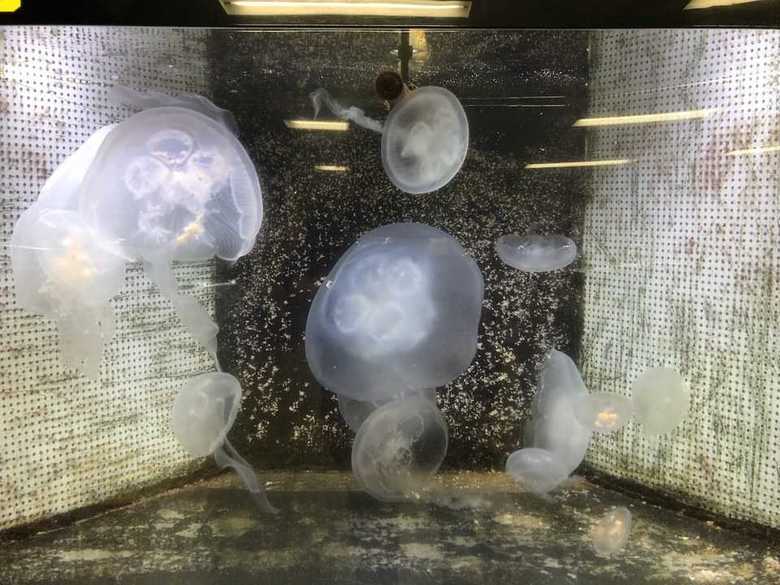 飼育員が“がんばらない”と地獄絵図? クラゲ水槽には知られざる努力があった