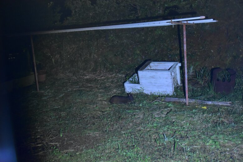 画像提供　森と海の藝術楽校