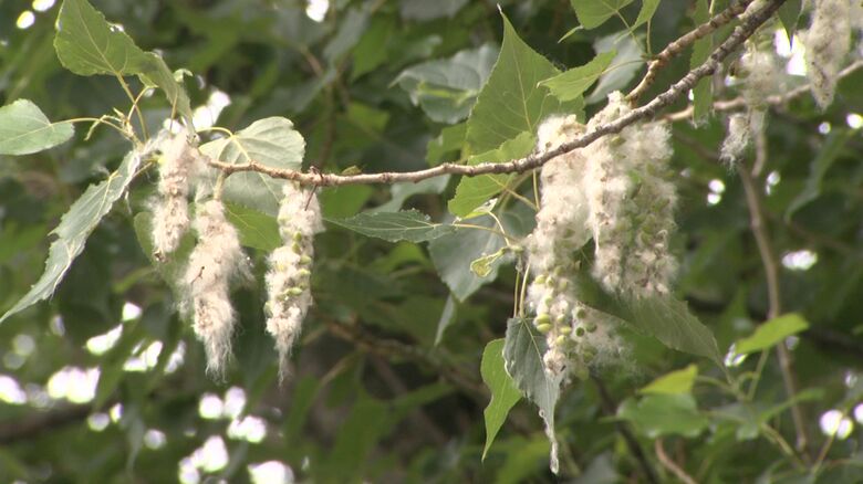 ポプラの綿毛に燃えうつる火事が相次ぐ