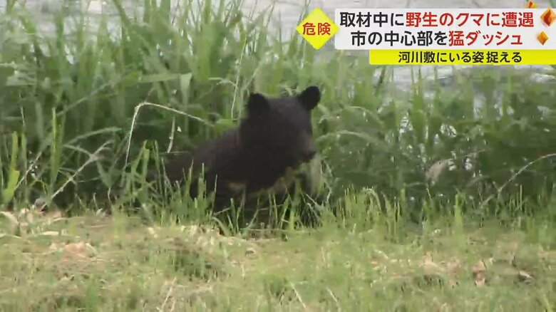草の陰から姿を現したクマ