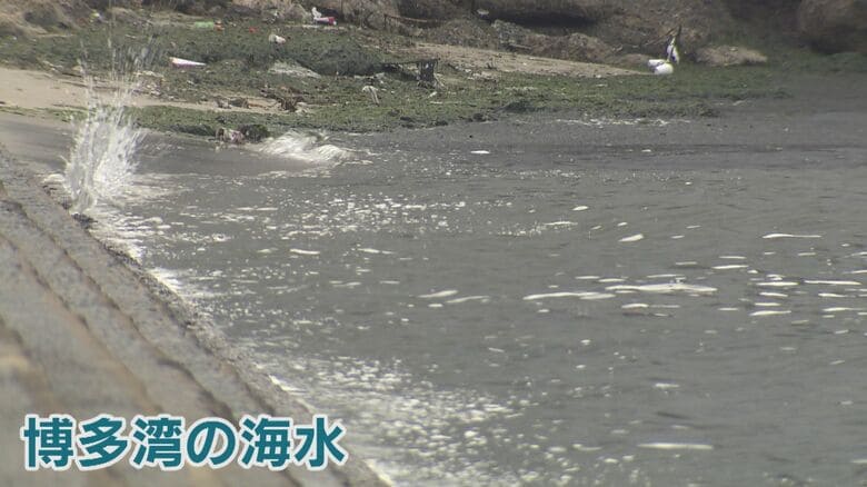 博多湾の薄めた海水を使用したという