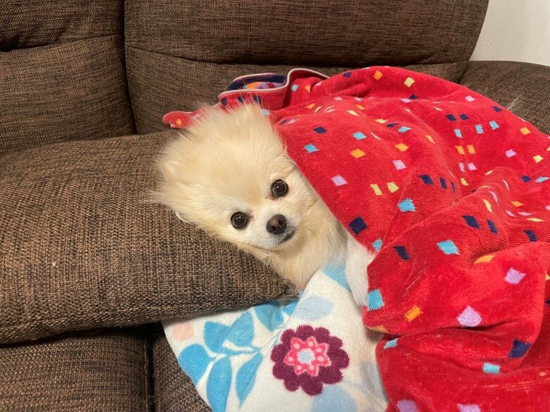 マリンちゃん（提供：愉快な3姉妹ポメラニアンさん）