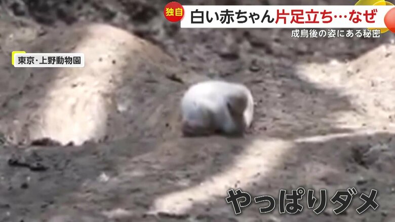 疲れたのか座り込むフラミンゴの赤ちゃん（視聴者撮影）
