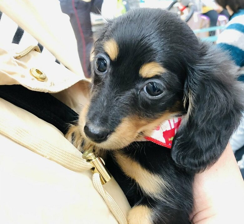 小さい頃のむぎちゃん　パーマはそれほどでもなかった