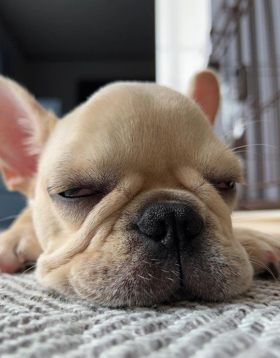 提供：みるくちゃん