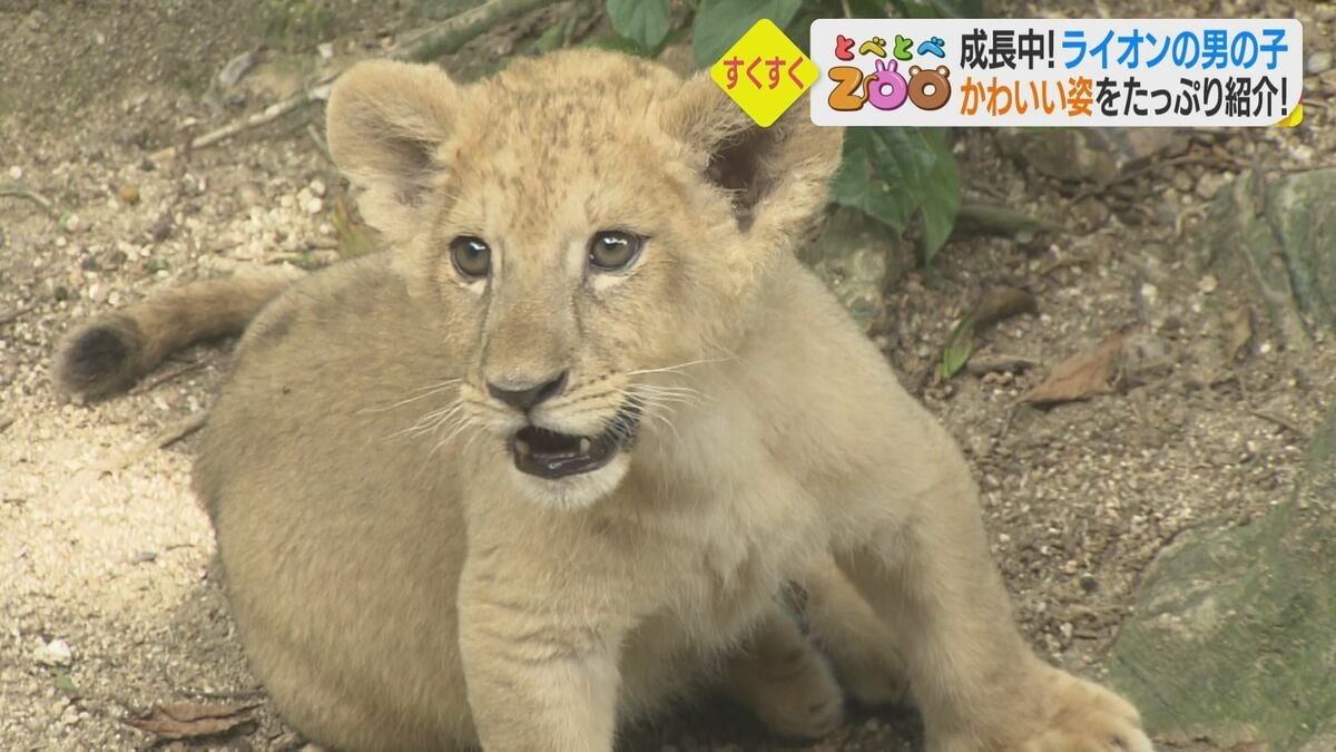 ライオンの男の子 クレイ 元気に成長中 飼育員の手を甘がみ 走り回りスヤスヤ眠る 生後2カ月半のかわいい姿 Fnnプライムオンライン