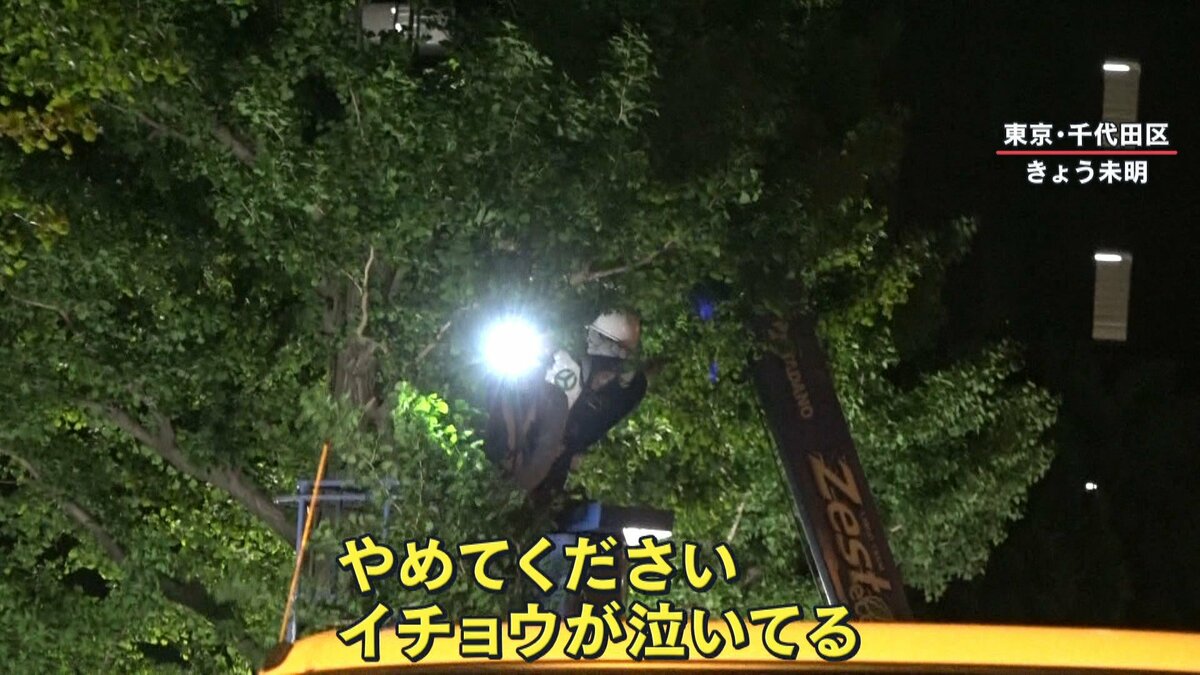 独自】｢やめてください！｣樹齢100年のイチョウ伐採で悲鳴＆怒号 真夜中