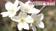 焼け残ったサクラ 力強く咲く　大規模火災があった佐賀関　伐採後に栽培の挿し木にも花が　大分 　