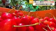 佐藤錦・紅秀峰など7品種　園児が仲良く真っ赤に実ったサクランボの収穫体験　山形・東根市