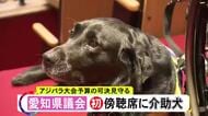 “伏せ”できちんと待機…『介助犬』が初めて愛知県議会の本会議場に ラブラドール・レトリバー2匹が新年度予算案の可決見守る