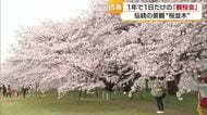 「春の幸せを感じます」西条市のクラレ観桜会　一日限定の一般開放　花見客は１３００人！【愛媛】