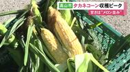 “幻のトウモロコシ”とも…岐阜県高山市で『タカネコーン』の収穫が最盛期 標高1400mで昼と夜の寒暖差を生かし甘い実に