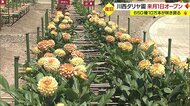豪雨から1年…大きな被害受けた「川西ダリヤ園」が8月1日オープン　650品種・10万本のダリアで迎える【山形発】