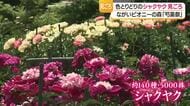 約140種・5千株のシャクヤク華やかに　ながいピオニーの森で恒例の「芍薬祭」　山形・長井市