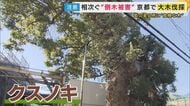 倒木被害が全国で1日14本　高度成長期に植えられた老木　街のシンボル“巨大クスノキ”の最期