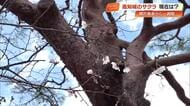 お花見日和のはずが、桜はまだ1分咲き？全国トップで開花も見頃はまだ先か【高知】