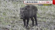 三条市の住宅街 “イノシシ出没”に騒然　網を突き破り逃走　捕…