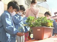 特産品を育てて収穫する喜びを…保育園児に農家からイチゴ「章姫…