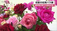 佐賀玉屋に愛好家が育てた600本のバラ 会場は優雅な香り【佐賀市】