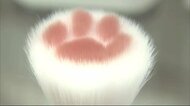 「猫の日」ネコグッズ勢ぞろい 肉球ブラシも 広島三越
