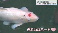 ハートマークのコイをさがそう！　訪れる人々を楽しませている串間市の「幸運の鯉」と仲間たち
