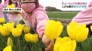 子ども達がチューリップの花の摘み取りを体験…球根を太らせる