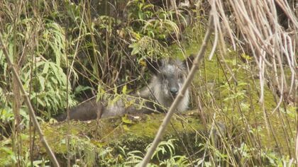 国の特別天然記念物ニホンカモシカ　九州では大分含む3県のみ生息　NPOが県に保護対策強化要望書を提出