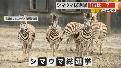 動物園初の「シマウマ総選挙」開催　メスのコナツ（8）が1位に　決め手は「写真写りの良さ？」　宮崎市