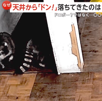 「不可解な音が…」泥棒？と思ったら天井からアライグマ2匹が落下！夫婦で“内見”？室内キョロキョロ視察　大阪・羽曳野市