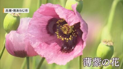 淡路島で“危険な花”「アツミゲシ」が大量自生…麻薬やアヘンの原料となるケシの花　県が撤去に乗り出す事態に【兵庫発】