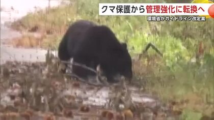 クマ、保護から“管理強化”に転換へ　環境省がガイドライン改定案を公表
