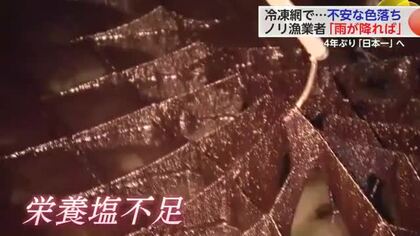 県産ノリ栄養塩不足・赤潮発生で色落ち...海況回復期待し日本一奪還を目指す【佐賀県】