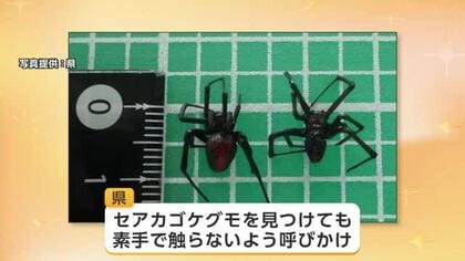 「セアカゴケグモ」2匹、県中央部の事業所で確認　秋田県内で3例目　雌に毒あり、素手で触らないで