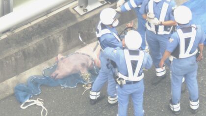 委託業者が運搬中に転落したか…高速道路に倒れた“瀕死の豚” 体長約1.3mで車に轢かれたような痕なし