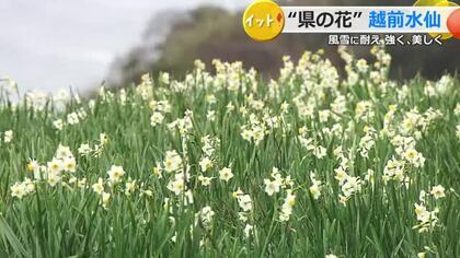 海風に耐え、凛と美しく…越前水仙が見頃　荒波の日本海を背に可憐な花咲かせる