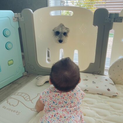 ロミオとジュリエット？ベビーサークル越しに見つめ合う犬と赤ちゃんがかわいい…そして“その時”が来た