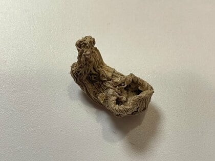 「誰か教えて欲しい」野菜室から“謎の物体”を発見…最後はかじって正体が判明？Xユーザーが見守った“謎解き”の一部始終