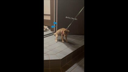 「おそとこわいの！」玄関前で必死に抵抗する子犬が可愛い…散歩デビューはできた？その後を聞いた