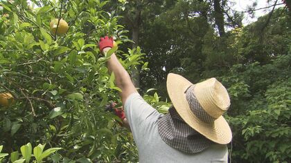 農業体験で食材の大切さを再確認…休業中の飲食店従業員がコロナ収束見据えたユニーク研修【福岡発】