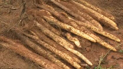 粘りと風味が良くお歳暮用として人気　津山市で自然薯の収穫始まる　地元農家のおすすめの食べ方は【岡山】