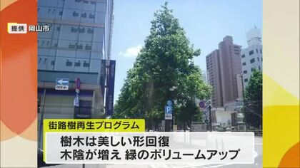 岡山市内中心部は緑のボリュームがアップ！「街路樹再生プログラム」５年間の成果を発表【岡山】