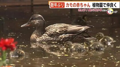 数年ぶり ７羽のカモの赤ちゃん 親ガモと仲良く 来園客