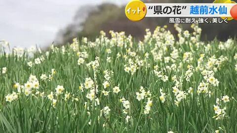 海風に耐え、凛と美しく…越前水仙が見頃　荒波の日本海を背に可憐な花咲かせる