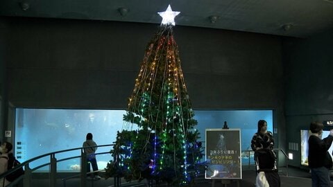 デンキウナギの放電で点灯「デンキウナギのビリビリツリー」3年ぶり復活…クリスマスツリー輝かせる“強力助っ人”　三重・鳥羽水族館
