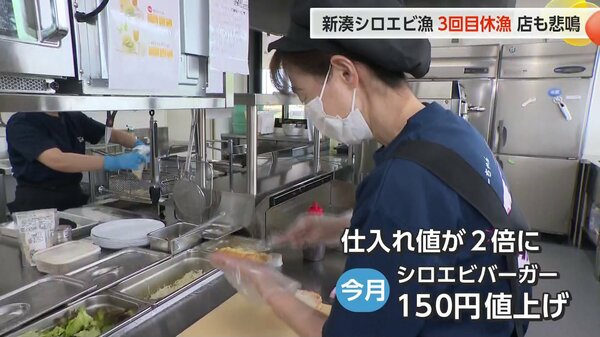 極美。山採りシロモジ。 極美。山採りシロモジ。